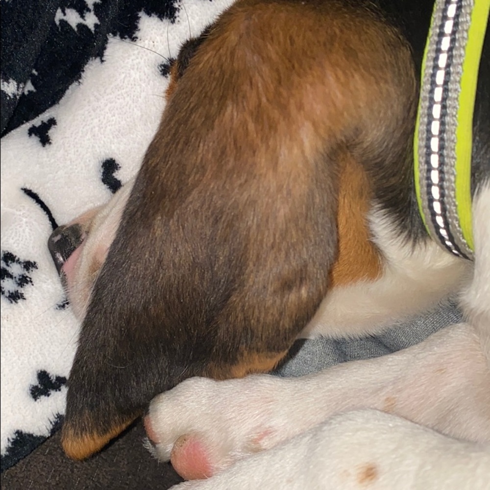 Meet your Posher, Jesse